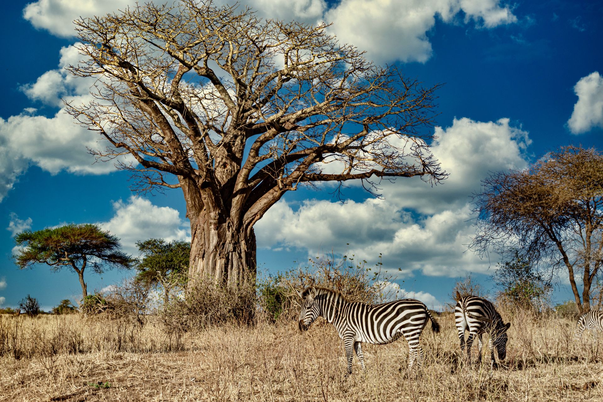 A field covered in greenery surrounded by zebras under the sunlight and a blue sky
